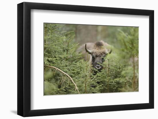 Bison, Bison Bonasus, Wood, Frontal, Standing, Looking at Camera-David & Micha Sheldon-Framed Photographic Print