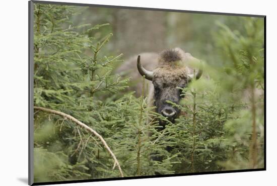 Bison, Bison Bonasus, Wood, Frontal, Standing, Looking at Camera-David & Micha Sheldon-Mounted Photographic Print