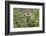 Bison, Bison Bonasus, Wood, Frontal, Standing, Looking at Camera-David & Micha Sheldon-Framed Photographic Print