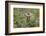 Bison, Bison Bonasus, Wood, Frontal, Standing, Looking at Camera-David & Micha Sheldon-Framed Photographic Print