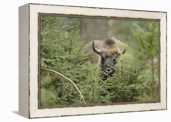 Bison, Bison Bonasus, Wood, Frontal, Standing, Looking at Camera-David & Micha Sheldon-Framed Premier Image Canvas