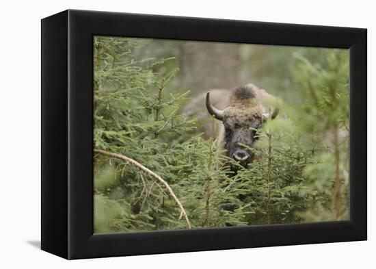 Bison, Bison Bonasus, Wood, Frontal, Standing, Looking at Camera-David & Micha Sheldon-Framed Premier Image Canvas