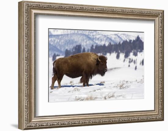 Bison Bison-Rob Tilley-Framed Photographic Print