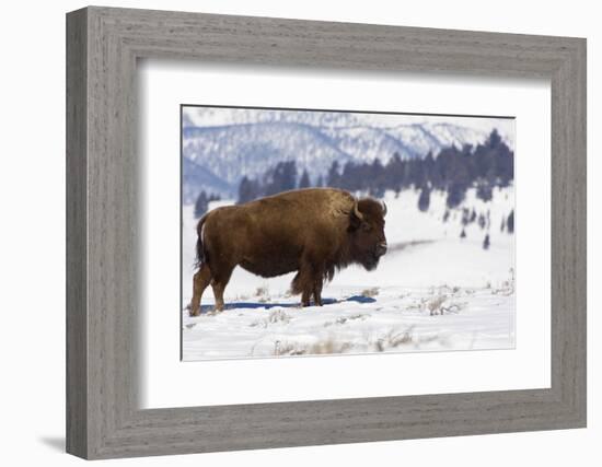 Bison Bison-Rob Tilley-Framed Photographic Print