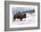 Bison Bison-Rob Tilley-Framed Photographic Print