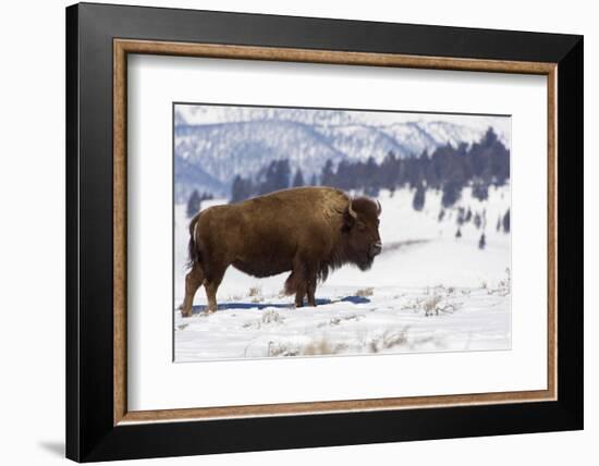 Bison Bison-Rob Tilley-Framed Photographic Print