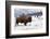 Bison Bison-Rob Tilley-Framed Photographic Print