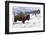 Bison Bison-Rob Tilley-Framed Photographic Print