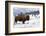 Bison Bison-Rob Tilley-Framed Photographic Print