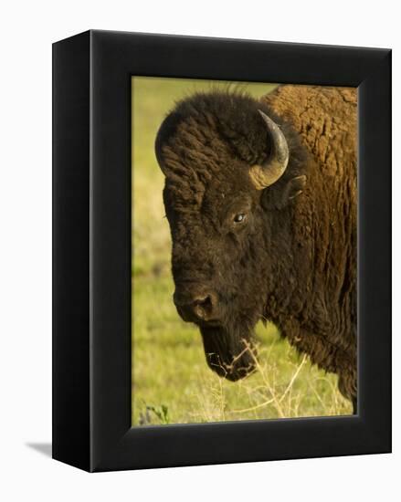 Bison Bull at the National Bison Range, Montana, USA-Chuck Haney-Framed Premier Image Canvas