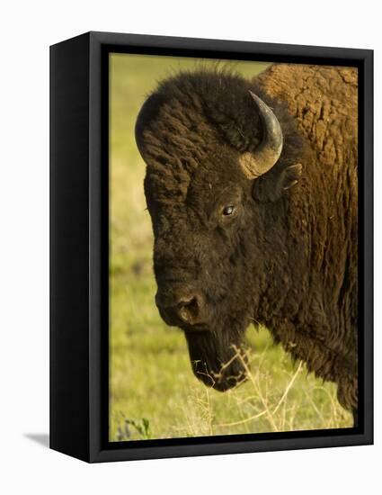 Bison Bull at the National Bison Range, Montana, USA-Chuck Haney-Framed Premier Image Canvas