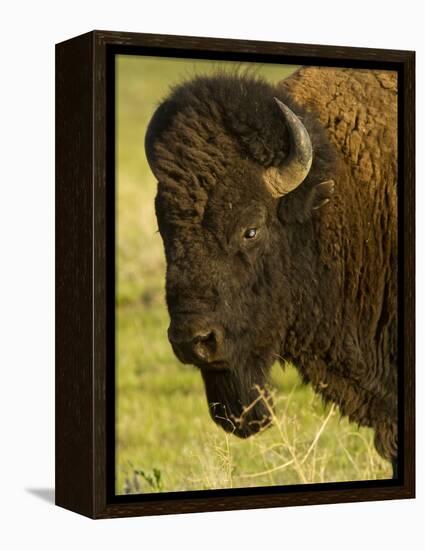 Bison Bull at the National Bison Range, Montana, USA-Chuck Haney-Framed Premier Image Canvas