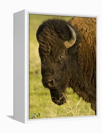 Bison Bull at the National Bison Range, Montana, USA-Chuck Haney-Framed Premier Image Canvas