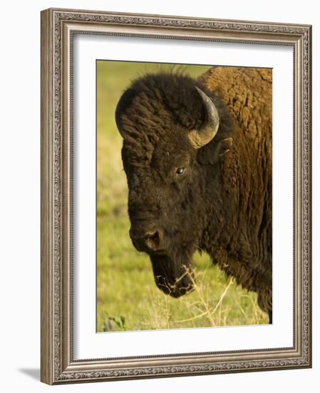 Bison Bull at the National Bison Range, Montana, USA-Chuck Haney-Framed Photographic Print