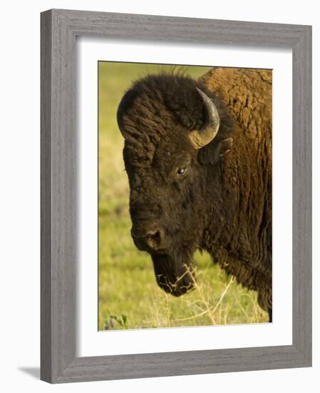 Bison Bull at the National Bison Range, Montana, USA-Chuck Haney-Framed Photographic Print