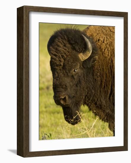 Bison Bull at the National Bison Range, Montana, USA-Chuck Haney-Framed Photographic Print