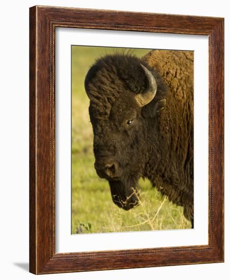 Bison Bull at the National Bison Range, Montana, USA-Chuck Haney-Framed Photographic Print