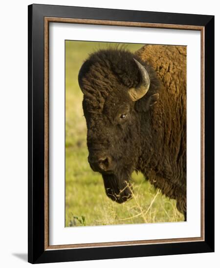 Bison Bull at the National Bison Range, Montana, USA-Chuck Haney-Framed Photographic Print