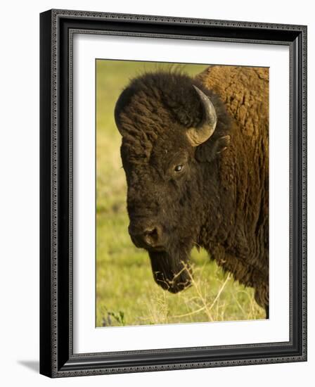 Bison Bull at the National Bison Range, Montana, USA-Chuck Haney-Framed Photographic Print