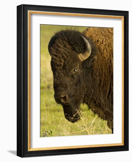 Bison Bull at the National Bison Range, Montana, USA-Chuck Haney-Framed Photographic Print