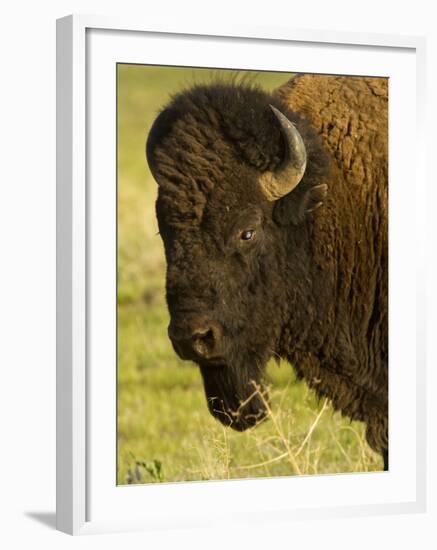 Bison Bull at the National Bison Range, Montana, USA-Chuck Haney-Framed Photographic Print