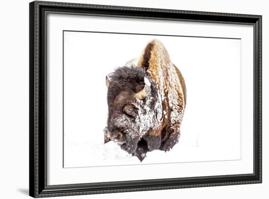 Bison Bull Foraging in Deep Snow in Yellowstone NP, WYoming, Usa-Chuck Haney-Framed Photographic Print