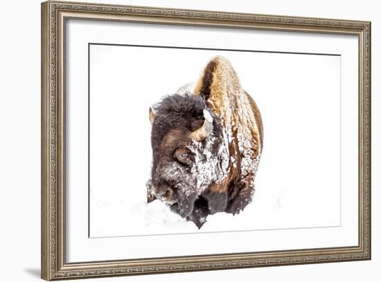 Bison Bull Foraging in Deep Snow in Yellowstone NP, WYoming, Usa-Chuck Haney-Framed Photographic Print