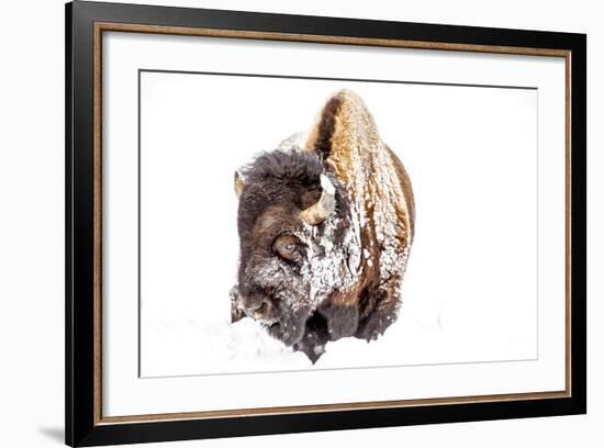 Bison Bull Foraging in Deep Snow in Yellowstone NP, WYoming, Usa-Chuck Haney-Framed Photographic Print