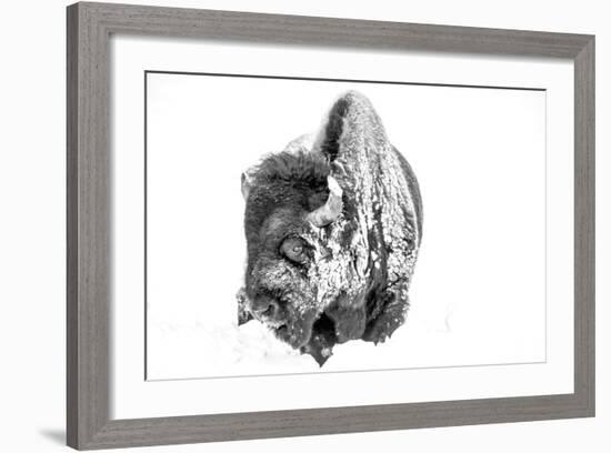 Bison Bull Foraging in Deep Snow in Yellowstone NP, WYoming, Usa-Chuck Haney-Framed Photographic Print