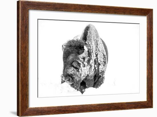 Bison Bull Foraging in Deep Snow in Yellowstone NP, WYoming, Usa-Chuck Haney-Framed Photographic Print