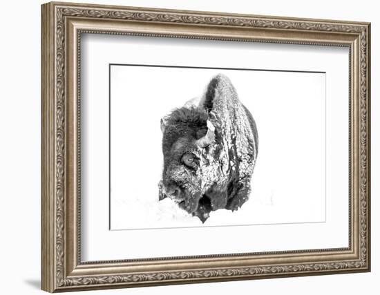 Bison Bull Foraging in Deep Snow in Yellowstone NP, WYoming, Usa-Chuck Haney-Framed Photographic Print