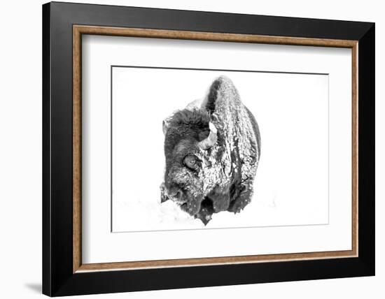 Bison Bull Foraging in Deep Snow in Yellowstone NP, WYoming, Usa-Chuck Haney-Framed Photographic Print