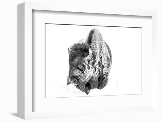 Bison Bull Foraging in Deep Snow in Yellowstone NP, WYoming, Usa-Chuck Haney-Framed Photographic Print