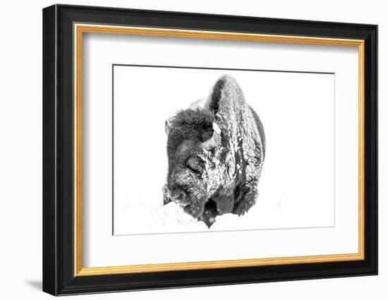 Bison Bull Foraging in Deep Snow in Yellowstone NP, WYoming, Usa-Chuck Haney-Framed Photographic Print