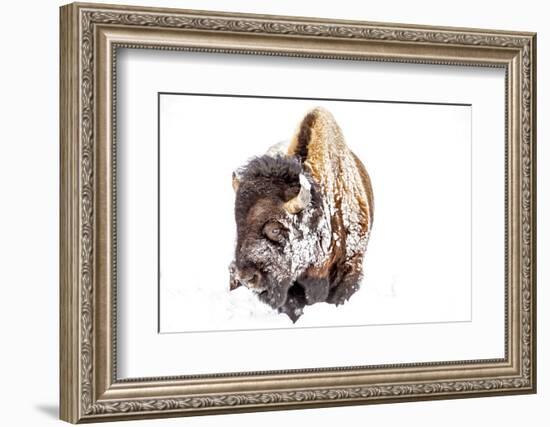 Bison Bull Foraging in Deep Snow in Yellowstone NP, WYoming, Usa-Chuck Haney-Framed Photographic Print