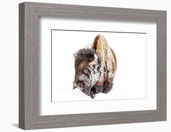 Bison Bull Foraging in Deep Snow in Yellowstone NP, WYoming, Usa-Chuck Haney-Framed Photographic Print