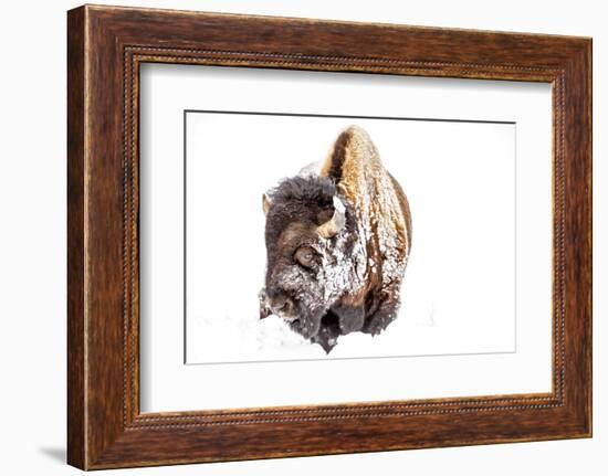 Bison Bull Foraging in Deep Snow in Yellowstone NP, WYoming, Usa-Chuck Haney-Framed Photographic Print