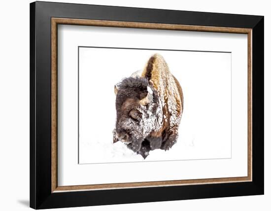 Bison Bull Foraging in Deep Snow in Yellowstone NP, WYoming, Usa-Chuck Haney-Framed Photographic Print