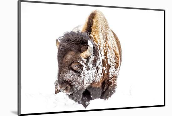 Bison Bull Foraging in Deep Snow in Yellowstone NP, WYoming, Usa-Chuck Haney-Mounted Photographic Print
