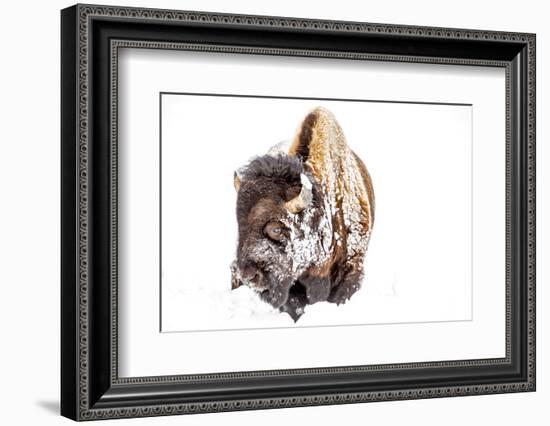 Bison Bull Foraging in Deep Snow in Yellowstone NP, WYoming, Usa-Chuck Haney-Framed Photographic Print