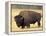 Bison Bull Grazes in a Meadow in Yellowstone National Park, Montana, USA-Steve Kazlowski-Framed Premier Image Canvas