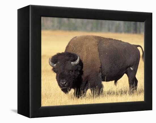 Bison Bull Grazes in a Meadow in Yellowstone National Park, Montana, USA-Steve Kazlowski-Framed Premier Image Canvas