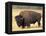 Bison Bull Grazes in a Meadow in Yellowstone National Park, Montana, USA-Steve Kazlowski-Framed Premier Image Canvas