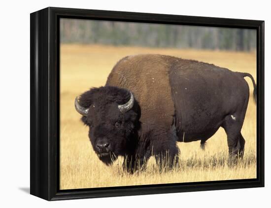 Bison Bull Grazes in a Meadow in Yellowstone National Park, Montana, USA-Steve Kazlowski-Framed Premier Image Canvas