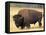 Bison Bull Grazes in a Meadow in Yellowstone National Park, Montana, USA-Steve Kazlowski-Framed Premier Image Canvas