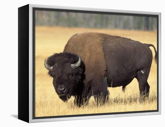 Bison Bull Grazes in a Meadow in Yellowstone National Park, Montana, USA-Steve Kazlowski-Framed Premier Image Canvas