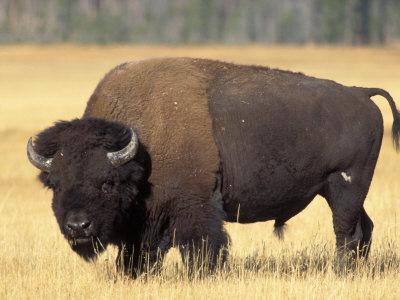 bison-bull-grazes-in-a-meadow-in-yellowstone-national-park-montana