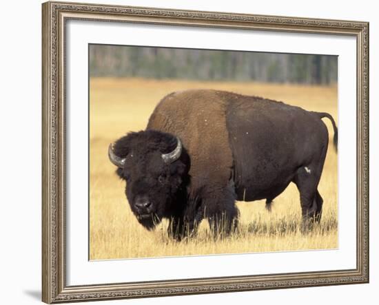 Bison Bull Grazes in a Meadow in Yellowstone National Park, Montana, USA-Steve Kazlowski-Framed Photographic Print