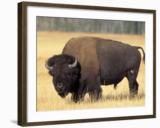 Bison Bull Grazes in a Meadow in Yellowstone National Park, Montana, USA-Steve Kazlowski-Framed Photographic Print