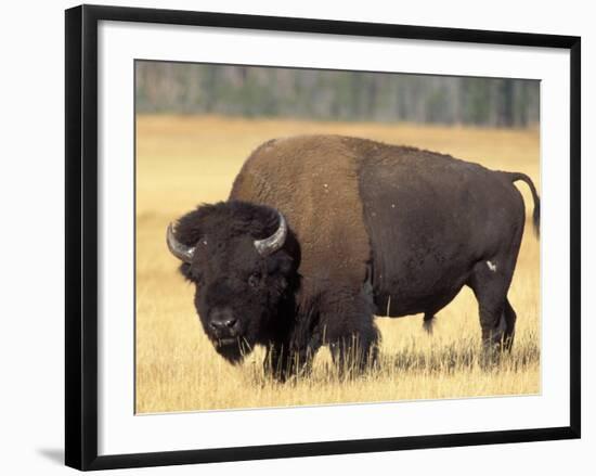 Bison Bull Grazes in a Meadow in Yellowstone National Park, Montana, USA-Steve Kazlowski-Framed Photographic Print